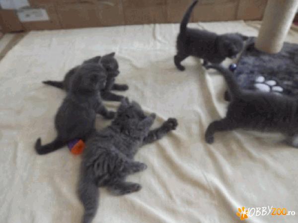 pui British shorthair blue