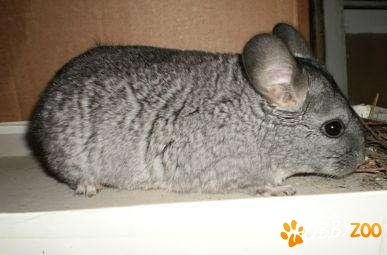 femele de chinchilla gri