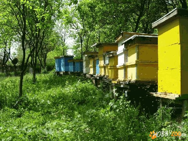 Matci albine an 2013