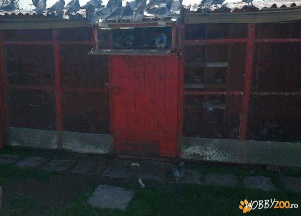 vand voliera pentru porumei