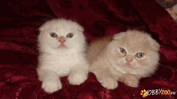Scottish fold Cream Tabby