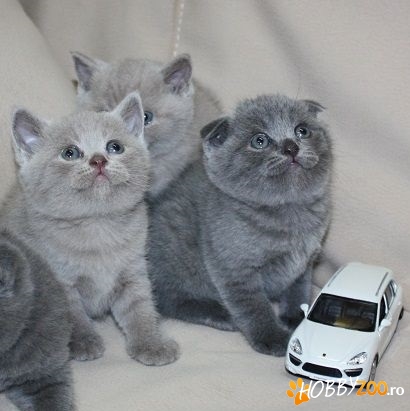 British Shorthair unicolori , bicolori