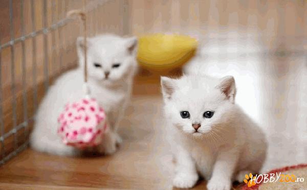 British Shorthair alb