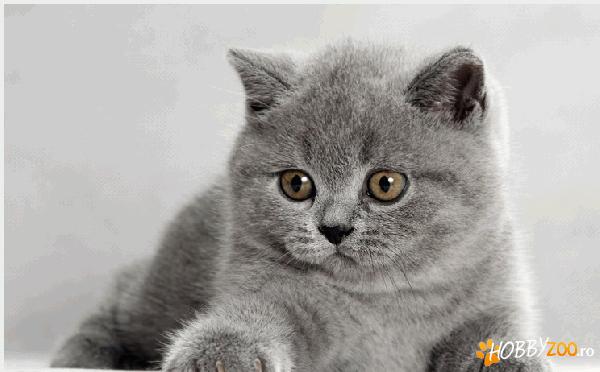 pisici british shorthair blue