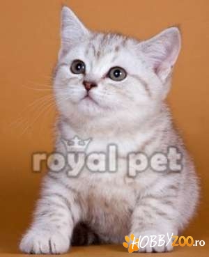 VAND PISICI BRITISH SHORTHAIR 