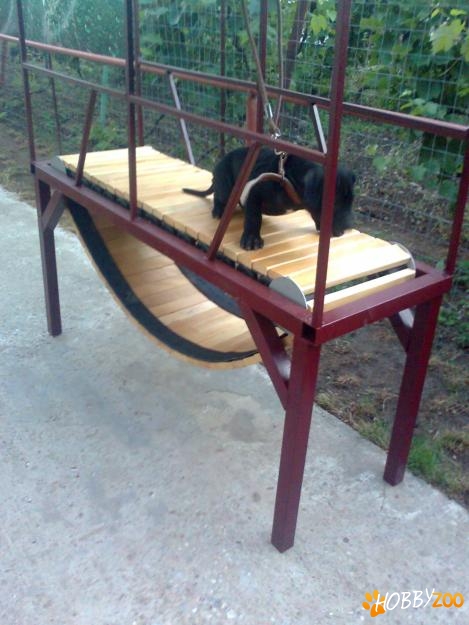 band pentru caini game