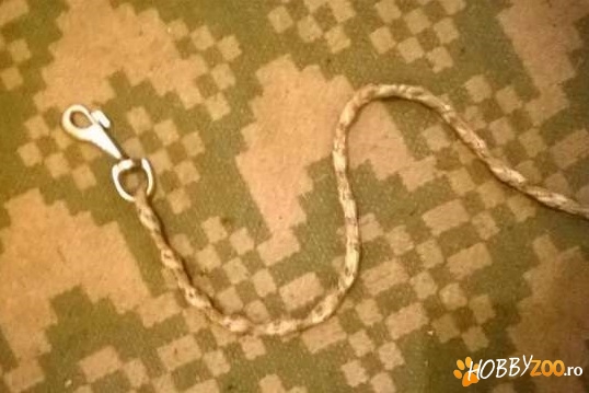 execut lese pentru caini 