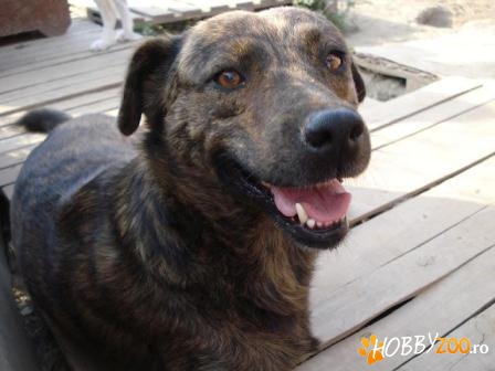 LABUTA-pentru adoptie