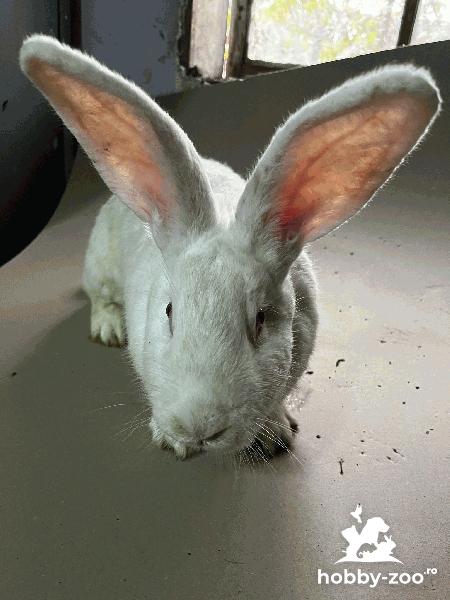 Iepuri de vanzare (urias german / hycoli)