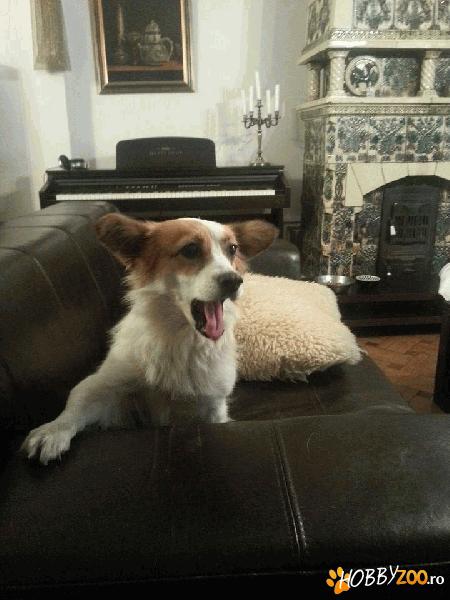 Ol'boy - pentru adoptie