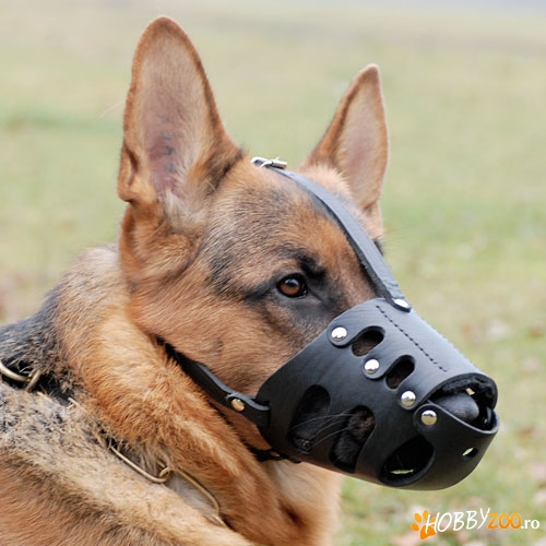 Botnita caini de paza agresivi