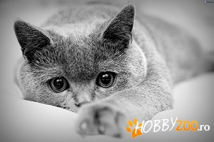 pisici de rasa British Shorthair Bl