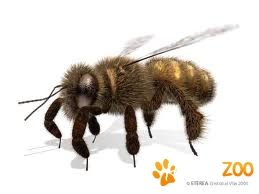 familii de albine in cutii noi