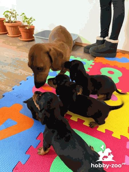 Pui Teckel 5 saptamani