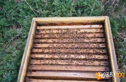 familii de albine zona munte