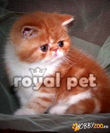 VAND PISICI EXOTIC SHORTHAIR