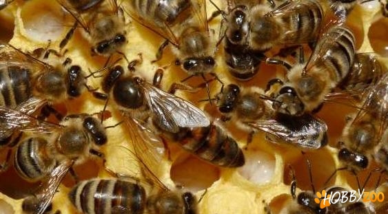 Vand Familii de Albine