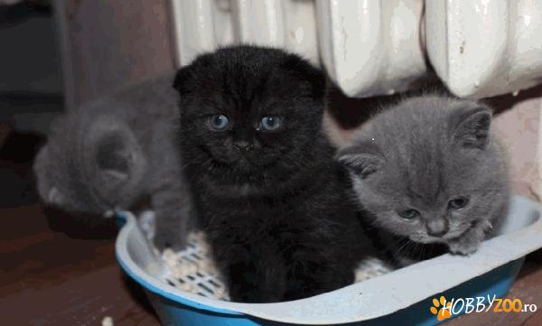 Scottish fold negru       