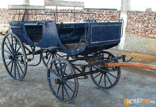 Vand trasura de dresaj si Plimbari.