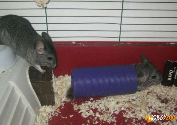 familie de Chinchilla