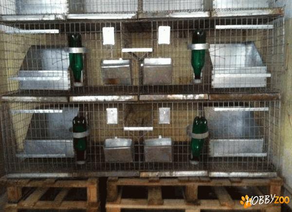 Custi profesionale de iepuri