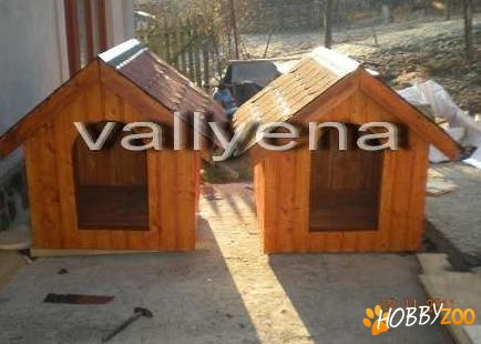 Cotet cusca caine izolat