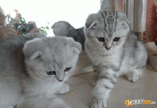 Pisoi de rasa Scottish Fold