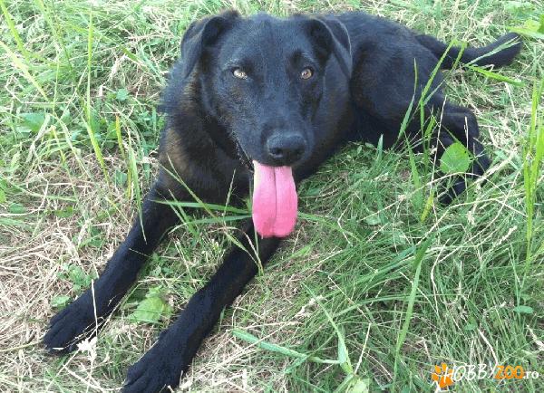 SHEBA – afectuoasa si docila