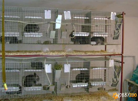 afacere familii de chinchilla