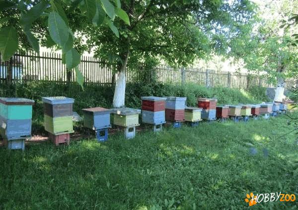  stupi de albine completi