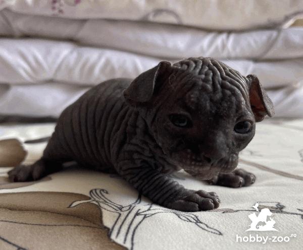 Vând puii pisica Sfinx