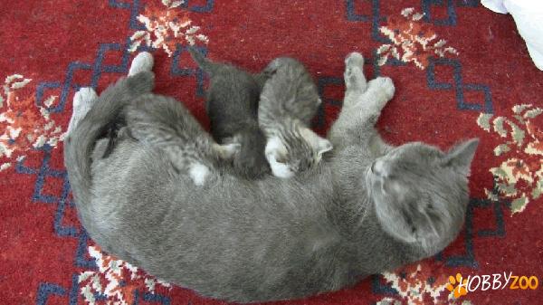 Pisoiasi British Shorthair 