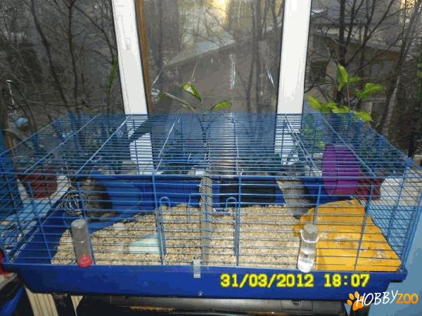 exemplare de chinchilla