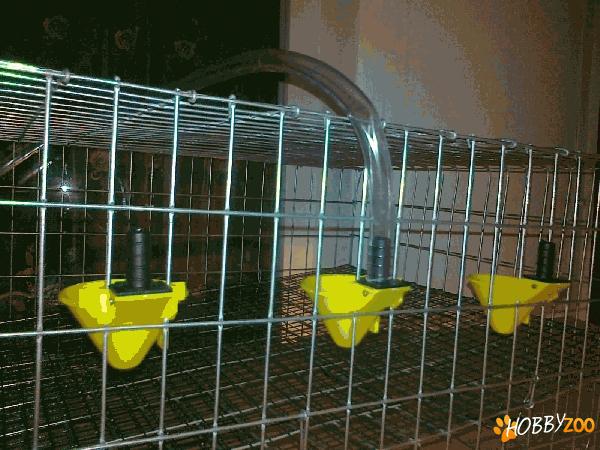 Adapatori prepelite,gaini 