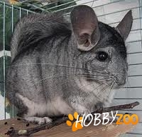 seturi custi chinchilla