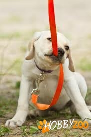 materiale de dresaj canin