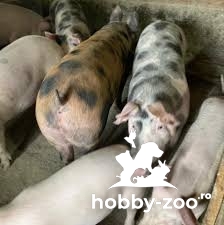Vand porci si carne de porc (pret bun si usor negociabil)