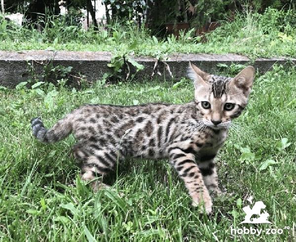Pui pisica Bengal cu pedigree
