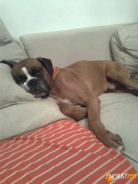 Hotel animale,Pensiune animale,Pensiune 