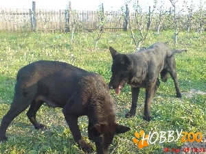 cumpar ciobanesc german negru