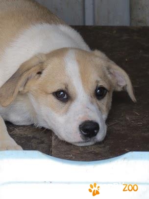 Allya - pentru adoptie/ for adoptio