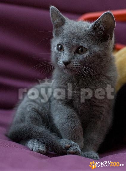 VAND PISICI CHARTREUX BUCURESTI