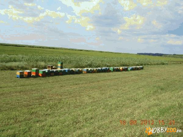 vanzare roiuri de albine