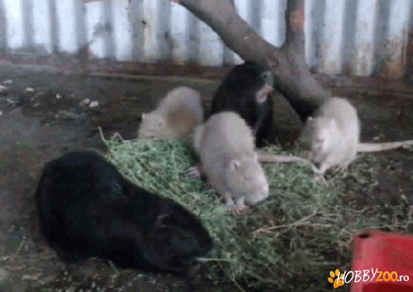 vand nutri adult alb  