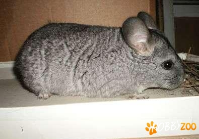 chinchilla femela cenusie