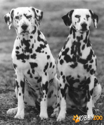 cumpar caine orice rasa