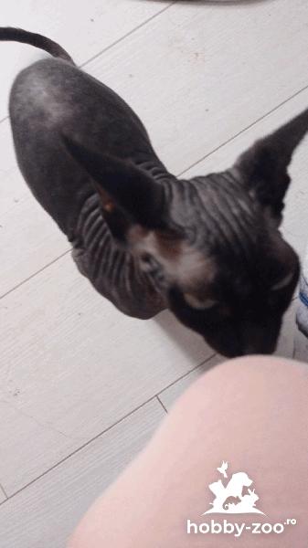 Vand pisica rasa Sphinx 