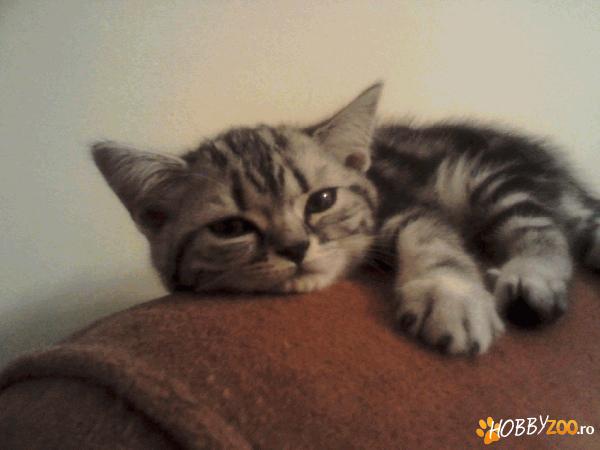 vand pisica British shorthair silver tabby