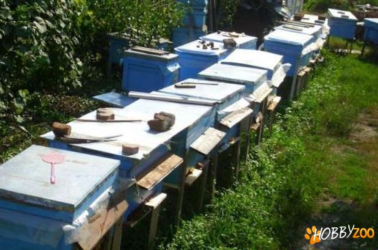 familii de albine in lada