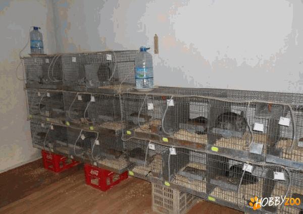 Chinchilla la pret de criza